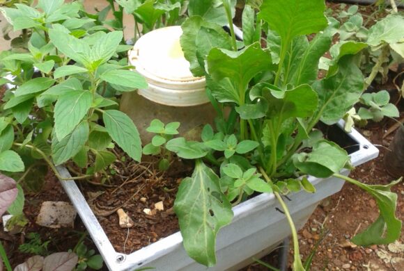Set up your own Organic Garden